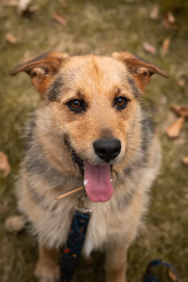 Pies do adopcji, Sosnowice, 1 kwietnia 2025 (1/4)