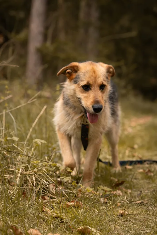 Pies do adopcji, Sosnowice, 1 kwietnia 2025 (2/4)