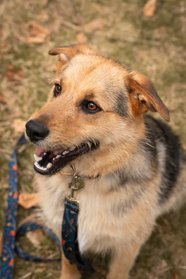 Pies do adopcji, Sosnowice, 1 kwietnia 2025 (3/4)