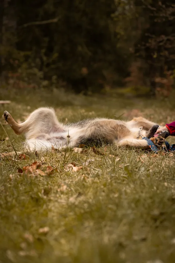 Pies do adopcji, Sosnowice, 1 kwietnia 2025 (4/4)