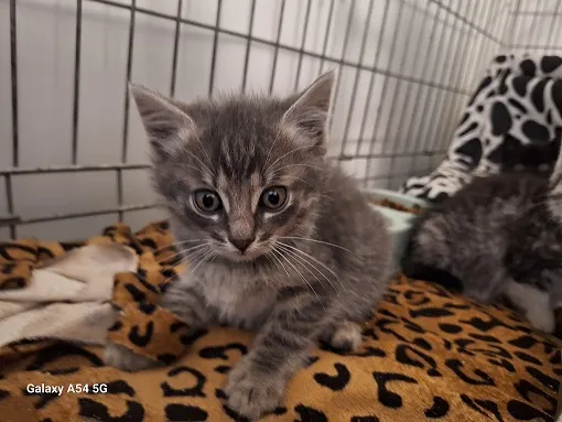 Kot do adopcji, Orzechowce, 4 listopada 2025 (5/5)