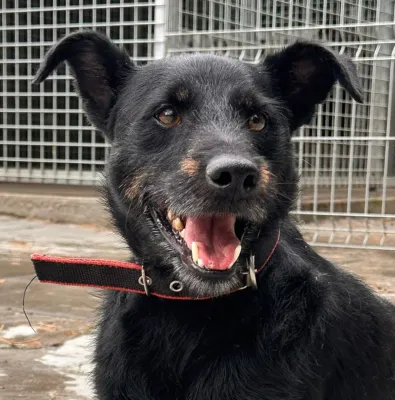 Pies do adopcji, Oborniki, 28 sierpnia 2025