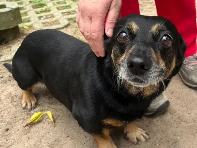 Pies do adopcji, Oborniki, 20 września 2025