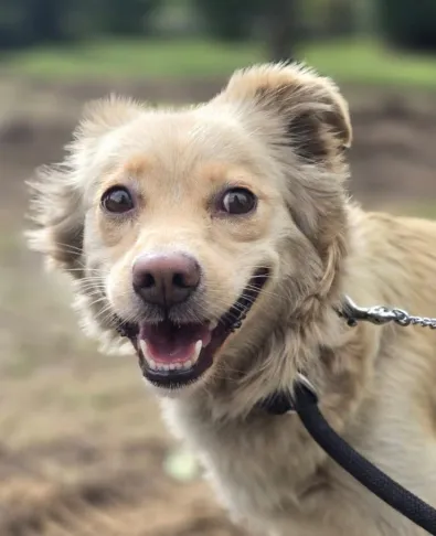 Pies do adopcji, Oborniki, 24 września 2025