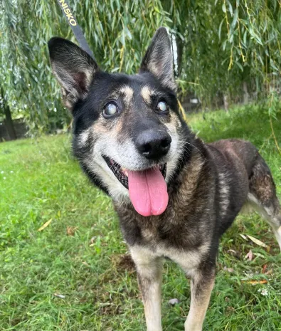 Pies do adopcji, Oborniki, 12 września 2025