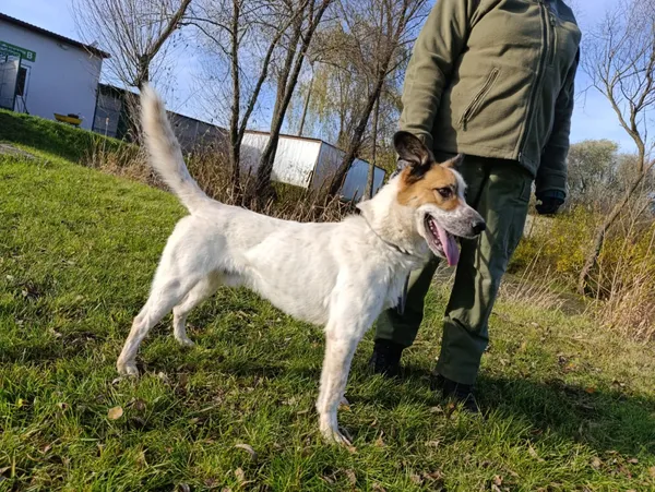 Pies do adopcji, Bełchatów, 26 maja 2025 (2/5)