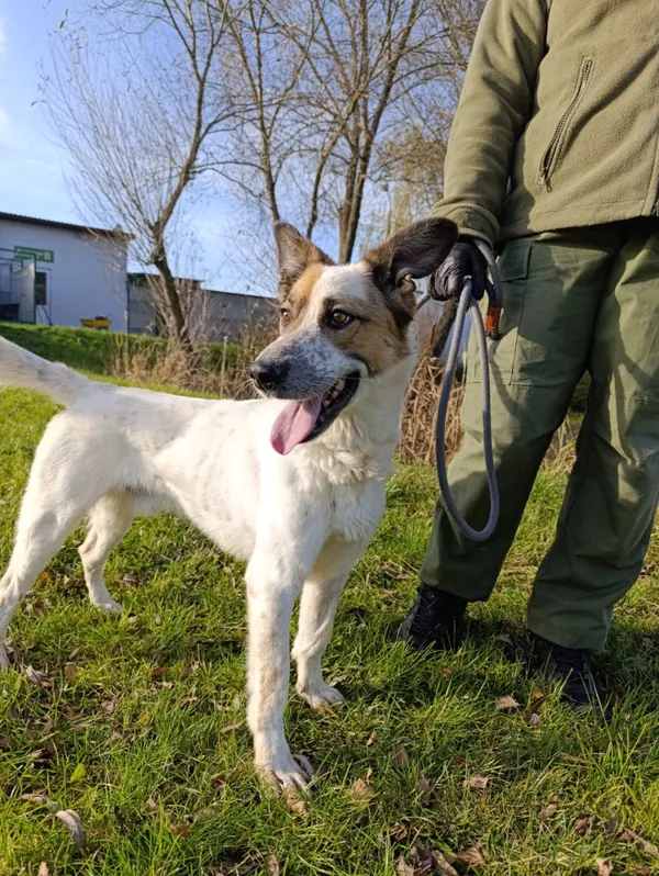 Pies do adopcji, Bełchatów, 26 maja 2025 (4/5)