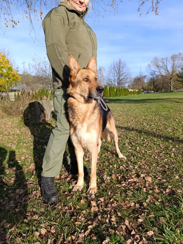 Pies do adopcji, Bełchatów, 12 lutego 2025 (2/5)