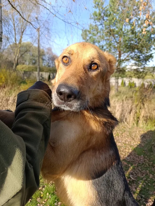 Pies do adopcji, Bełchatów, 12 lutego 2025 (3/5)