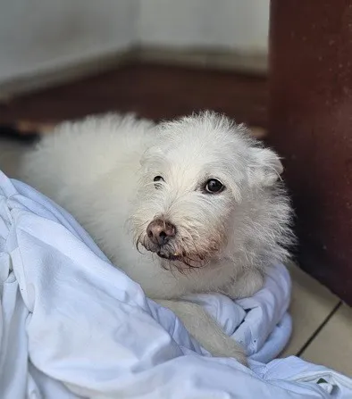 Pies do adopcji, Tychy, 15 października 2025