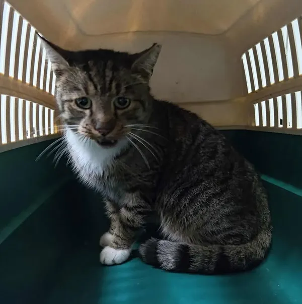 Znaleziono kota, Lublin, 3 listopada 2025