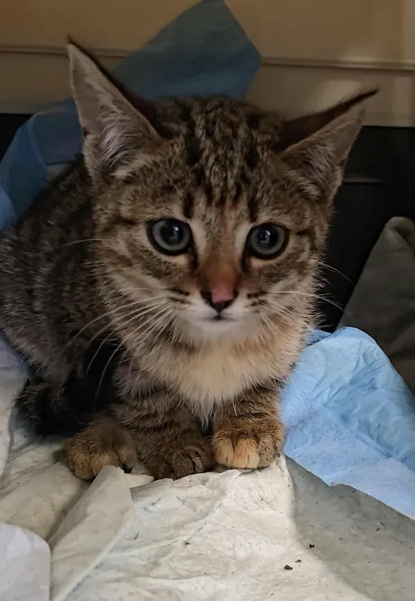 Znaleziono kota, Lublin, 3 listopada 2025