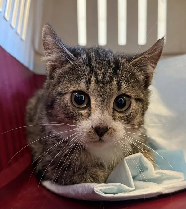 Znaleziono kota, Lublin, 5 listopada 2025