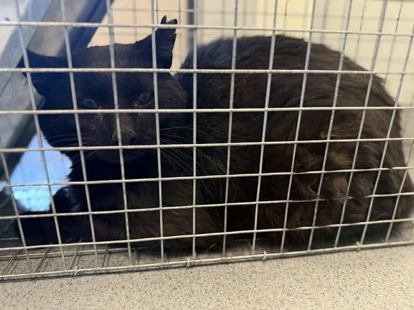 Znaleziono kota, Lublin, 5 listopada 2025