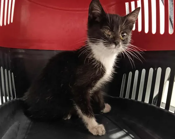 Znaleziono kota, Toruń, 3 listopada 2025