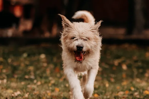 Pies do adopcji, Czartki, 6 listopada 2025 (3/5)