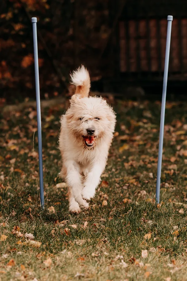 Pies do adopcji, Czartki, 6 listopada 2025 (4/5)