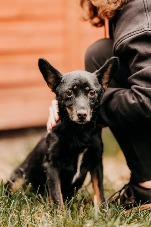 Pies do adopcji, Czartki, 6 listopada 2025 (1/3)