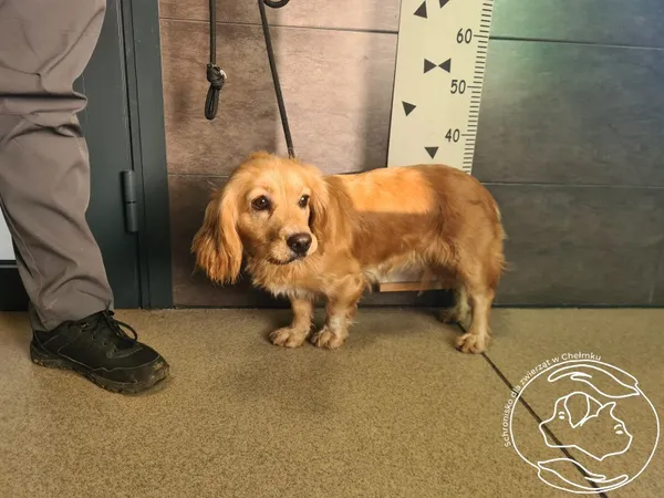 Znaleziono psa, Chełmek, 6 listopada 2025