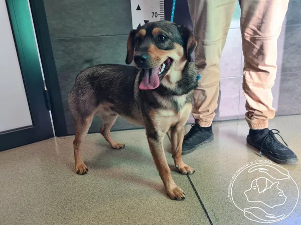 Znaleziono psa, Chełmek, 6 listopada 2025