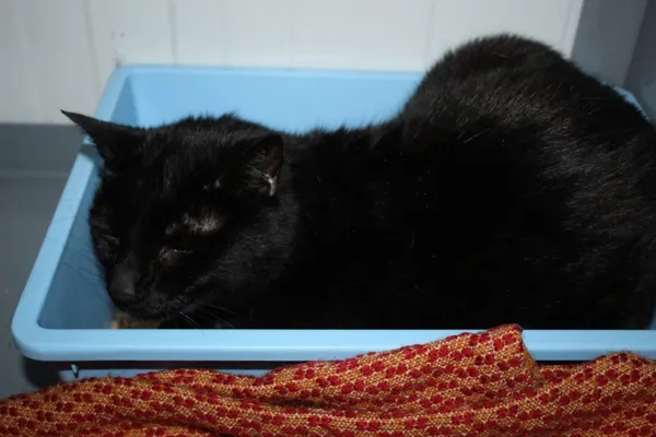 Znaleziono kota, Dębniak, 6 listopada 2025