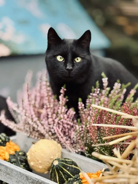 Kot do adopcji, Piła, 11 marca 2025 (1/3)