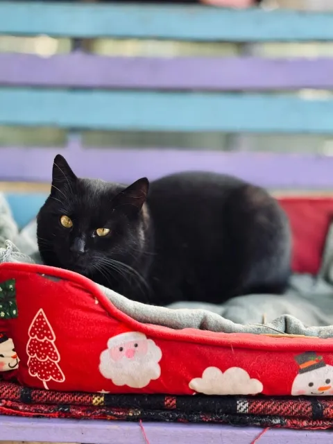 Kot do adopcji, Piła, 11 marca 2025 (2/3)