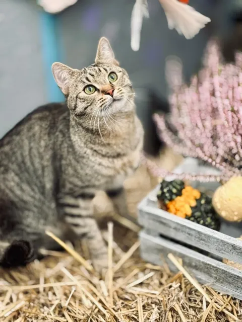 Kot do adopcji, Piła, 5 września 2025 (1/3)