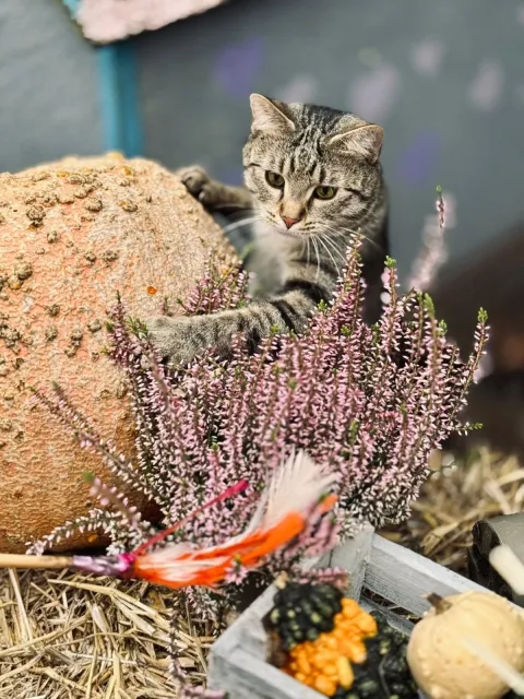 Kot do adopcji, Piła, 5 września 2025 (2/3)