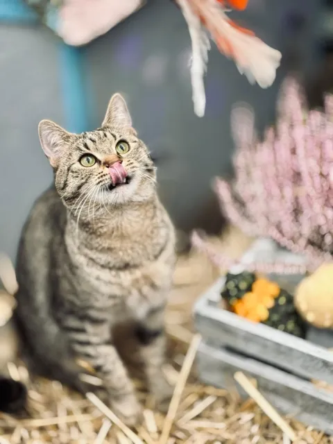 Kot do adopcji, Piła, 5 września 2025 (3/3)