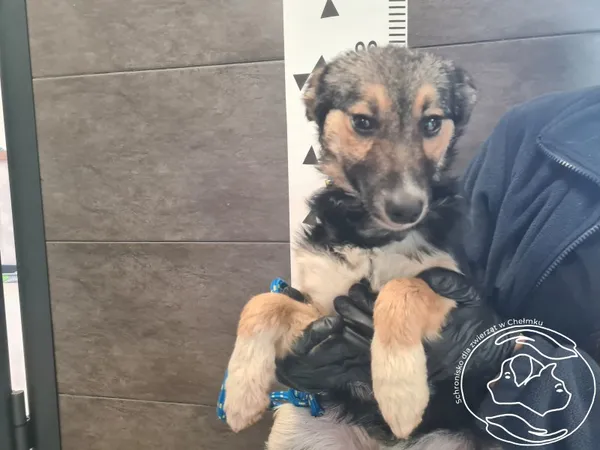 Pies do adopcji, Chełmek, 21 października 2025