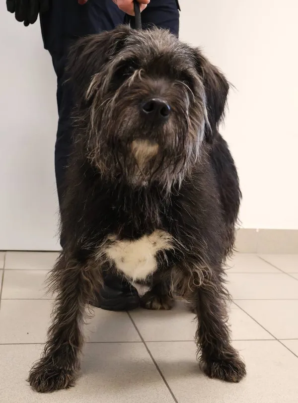 Znaleziono psa, Łódź, 6 listopada 2025 (3/3)