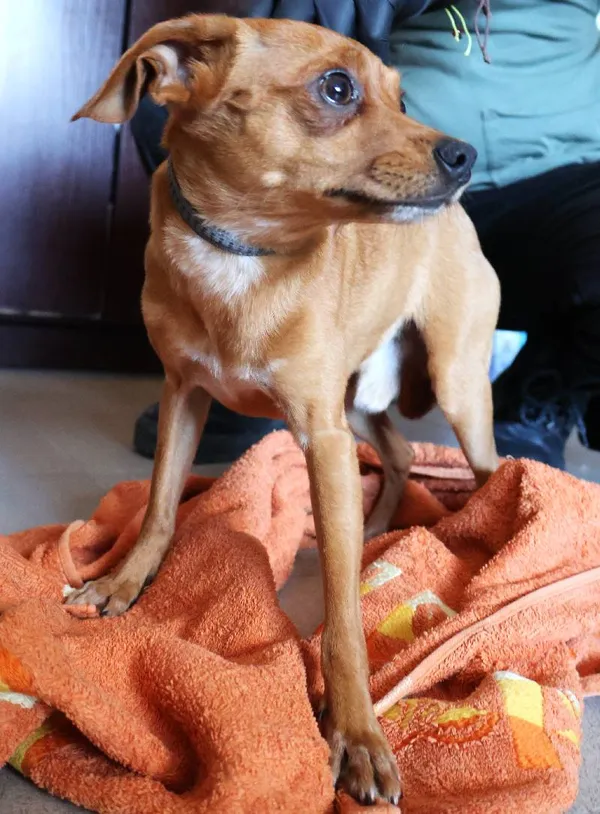 Znaleziono psa, Łódź, 5 listopada 2025 (1/4)