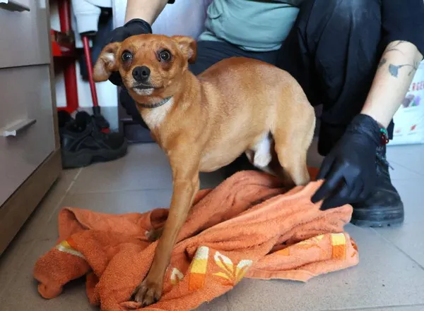 Znaleziono psa, Łódź, 5 listopada 2025 (3/4)