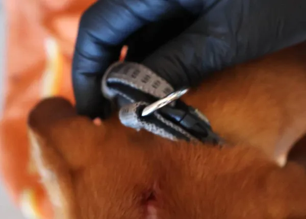 Znaleziono psa, Łódź, 5 listopada 2025 (4/4)