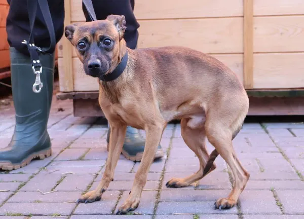 Znaleziono psa, Łódź, 5 listopada 2025 (1/3)