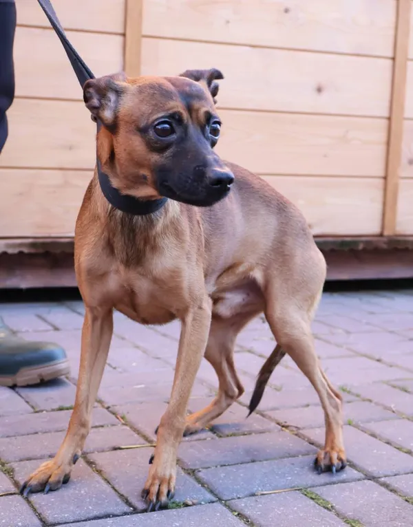 Znaleziono psa, Łódź, 5 listopada 2025 (2/3)