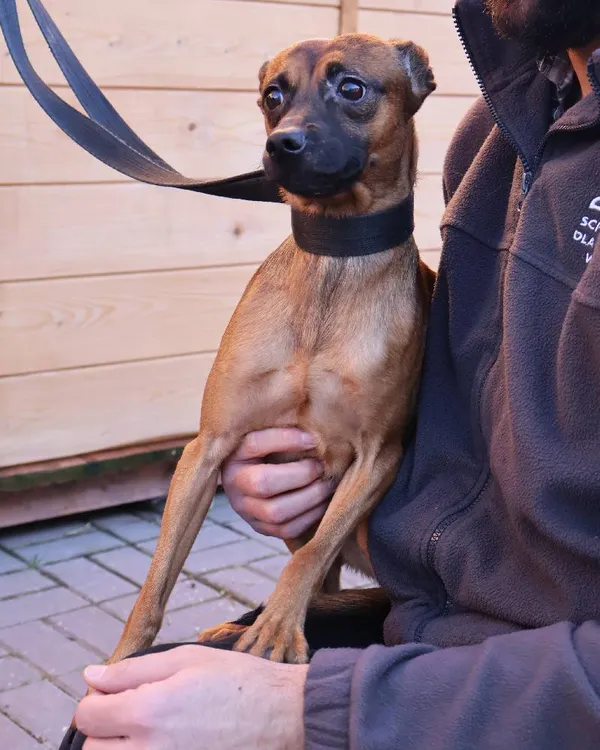 Znaleziono psa, Łódź, 5 listopada 2025 (3/3)