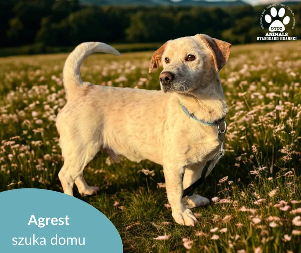 Pies do adopcji, Starogard Gdański, 6 listopada 2025 (2/3)