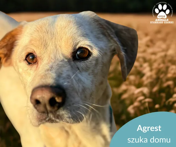 Pies do adopcji, Starogard Gdański, 6 listopada 2025 (3/3)