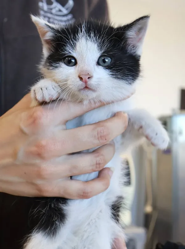 Znaleziono kota, Łódź, 5 listopada 2025 (4/4)