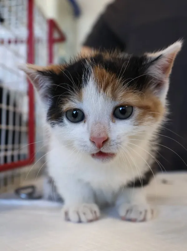 Znaleziono kota, Łódź, 5 listopada 2025 (1/4)