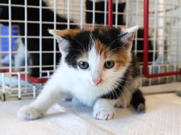 Znaleziono kota, Łódź, 5 listopada 2025 (3/4)