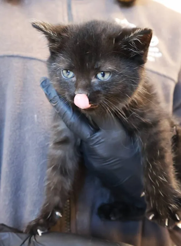 Znaleziono kota, Łódź, 5 listopada 2025 (2/3)