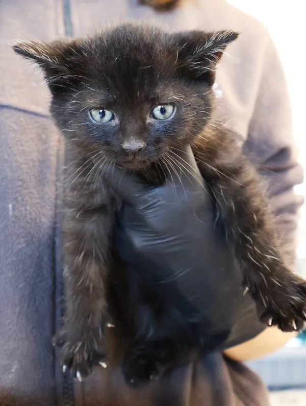 Znaleziono kota, Łódź, 5 listopada 2025 (3/3)