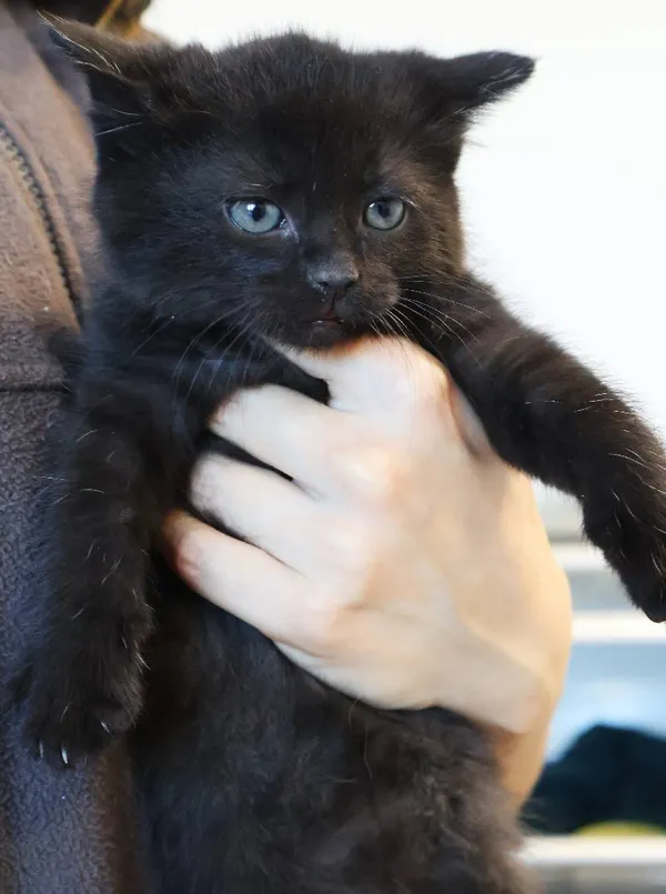 Znaleziono kota, Łódź, 5 listopada 2025 (3/4)