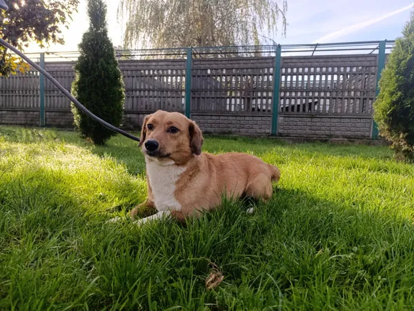 Pies do adopcji, Bełchatów, 9 września 2025 (1/5)