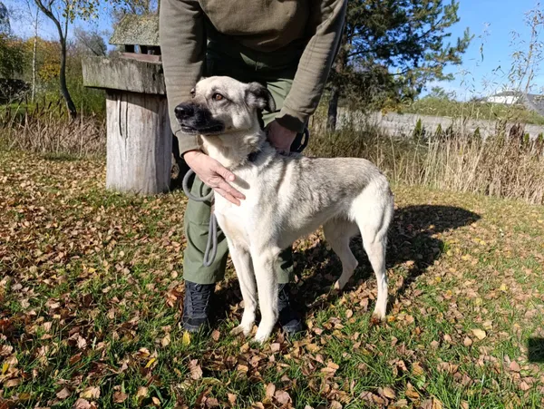 Pies do adopcji, Bełchatów, 9 lipca 2022 (1/5)