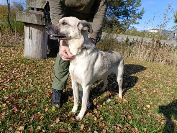 Pies do adopcji, Bełchatów, 9 lipca 2022 (2/5)