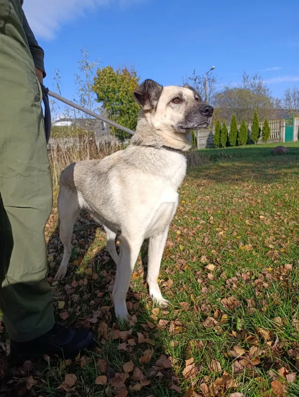 Pies do adopcji, Bełchatów, 9 lipca 2022 (3/5)